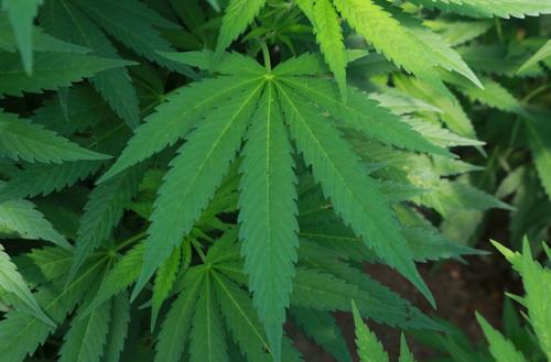 Légalisation du cannabis : la Jamaïque saute le pas 